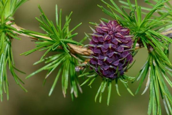 Lärchenblust; 14. Mai 2015