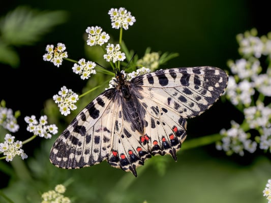 55 - Östlicher oder Balkan-Osterluzeifalter