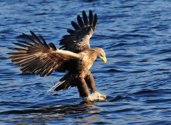 Weissschwanz-Seeadler Phase 3