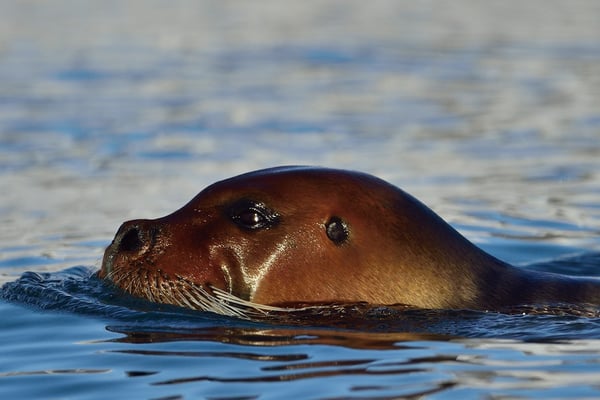 Bartrobbe; 4. Juli 2015; erster Landgang