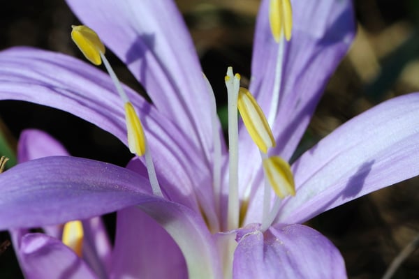 Frühlings-Lichtblume