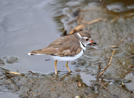 Dreibandregenpfeifer (Charadrius tricollarius)