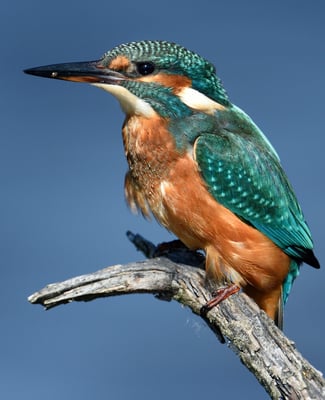 Eisvogel; Champ Pittet