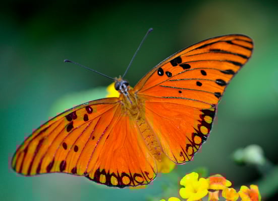 Vanillefalter (Agraulis vanillae)