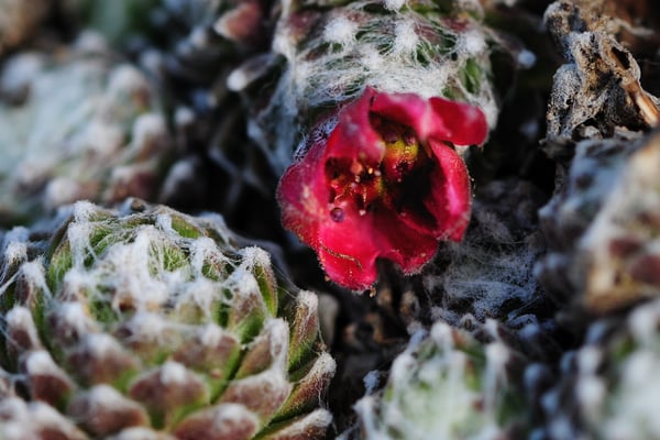 Spinnweb-Hauswurz (Sempervivum arachnoideum)