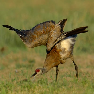 Kanadakranich (Grus canadensis); 6. August 2013; Fairbanks, Alaska