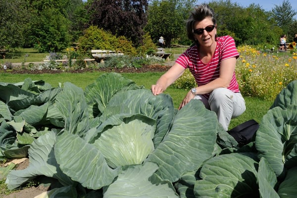 Die grössten Kabisköpfe (hier etwa in halbem Wuchsstadium) wachsen in Alaska (und drängen kluge Köpfe in den Hintergrund
