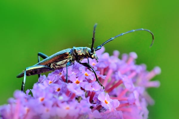 Moschusbock (Aromia moschata): Jardin Musette; 25.7.15