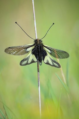 Auswahlbild 41 - Libellen-Schmetterlingshaft