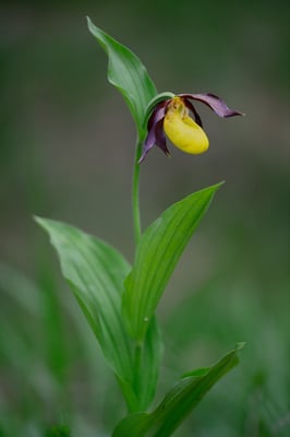 Frauenschuh (Cypripedium calceolus); Gribsch; 24. Mai 2015