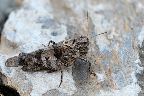 Hohtenn; 3. August 2015