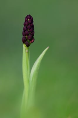 Purpur-Knabenkraut (Orchis purpurea); Nätteberg; 22. April 2016; Knospenstadium