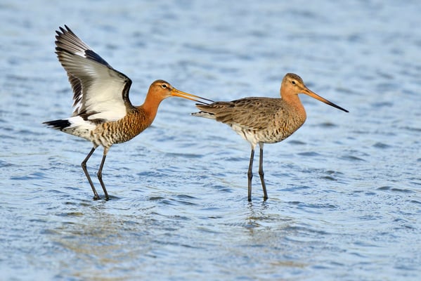 Uferschnepfe (Limosa limosa); Texel; 17.4.2014