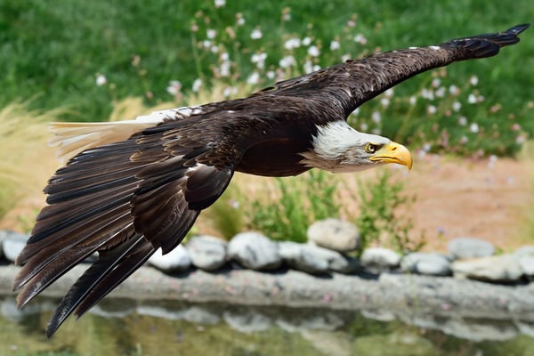 Weisskopfseeadler (Haliaeetus leucocephalus); 13. Juli 2015