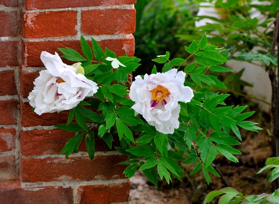 Im Garten der Villa Tiboldi, S. Stefano bei Canale