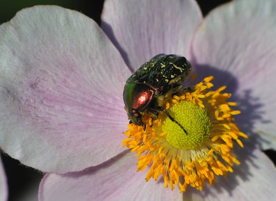 Goldglänzender Rosenkäfer (Cetonia aurata)