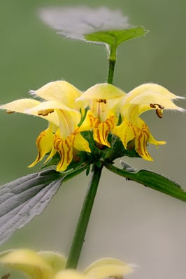 Gewöhnliche Goldnessel (Lamium galeobdolon)