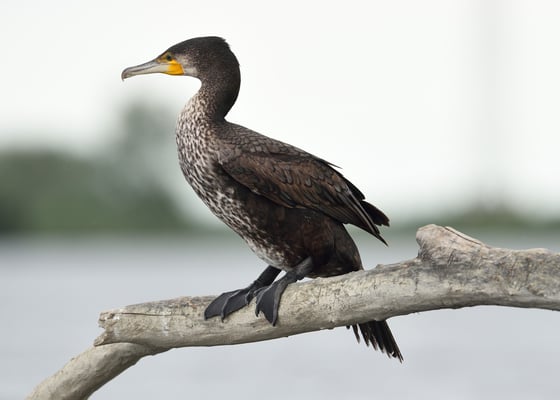 Kormoran auf Ansitz im Donaudelta