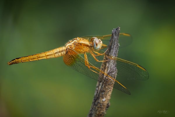 41 - Libelle (Bestimmung offen)