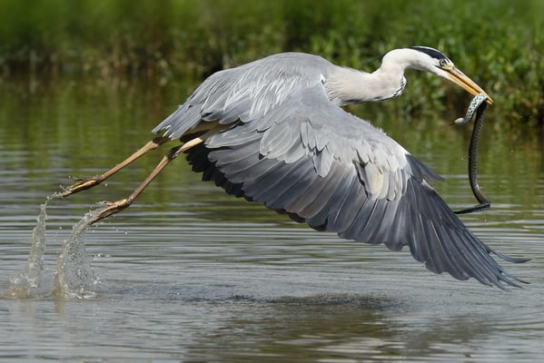 Graureiher | Ardea cinerea | mit Spielkameradin Ringelnatter (Natrix natrix)