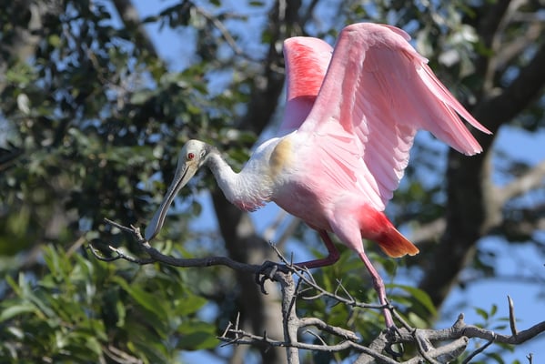 Rosalöffler (Platalea ajaja); Pantanal 2016
