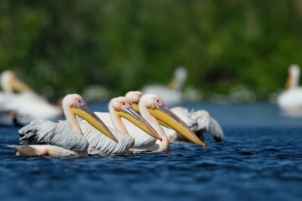 Gruppenbild mit Rosapelikanen im Donaudelta