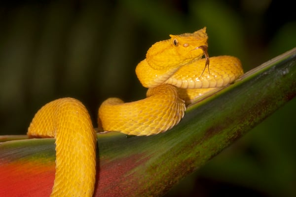 Greifschwanz-Lanzenotter (Bothriechis schlegelii) gelbe Variante; Costa Rica 5/18