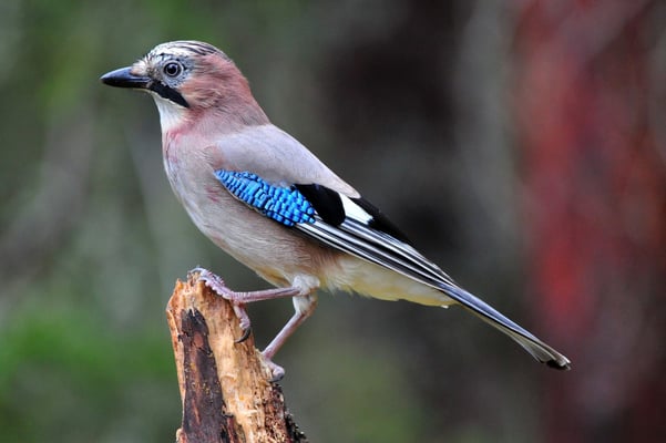 Eichelhäher im Flatanger Wald