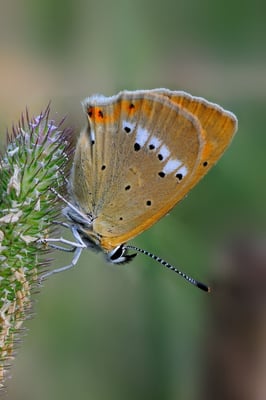 80 Dukaten-Feuerfalter (Heodes virgaureae);God S-chür (oberhalb Ftan GR); 31-7-12