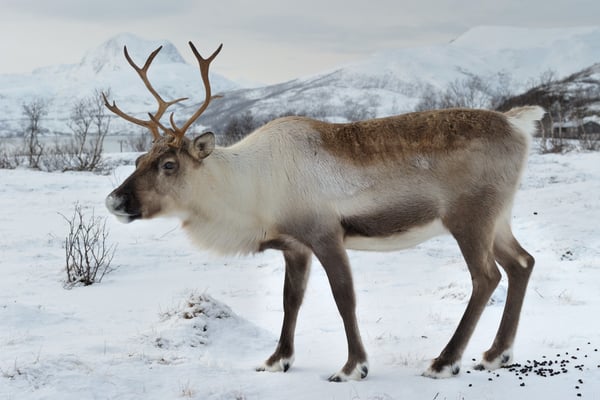 Rentier (Rangifer tarandus); Februar 2014 Tromsö Norwegen