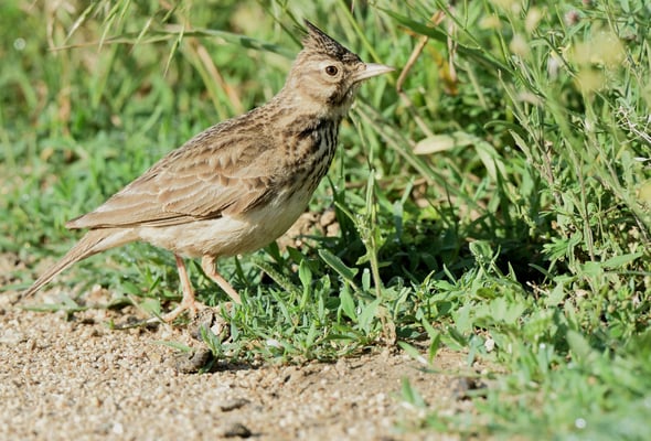 Haubenlerche (Galerida cristata); Macin-Region Rumänien; Juni 2014