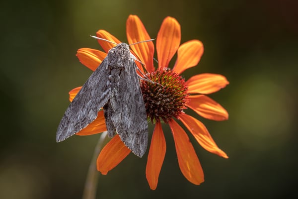 Windenschwärmer (Agrius convolvuli); 22. September 2018, Luzern