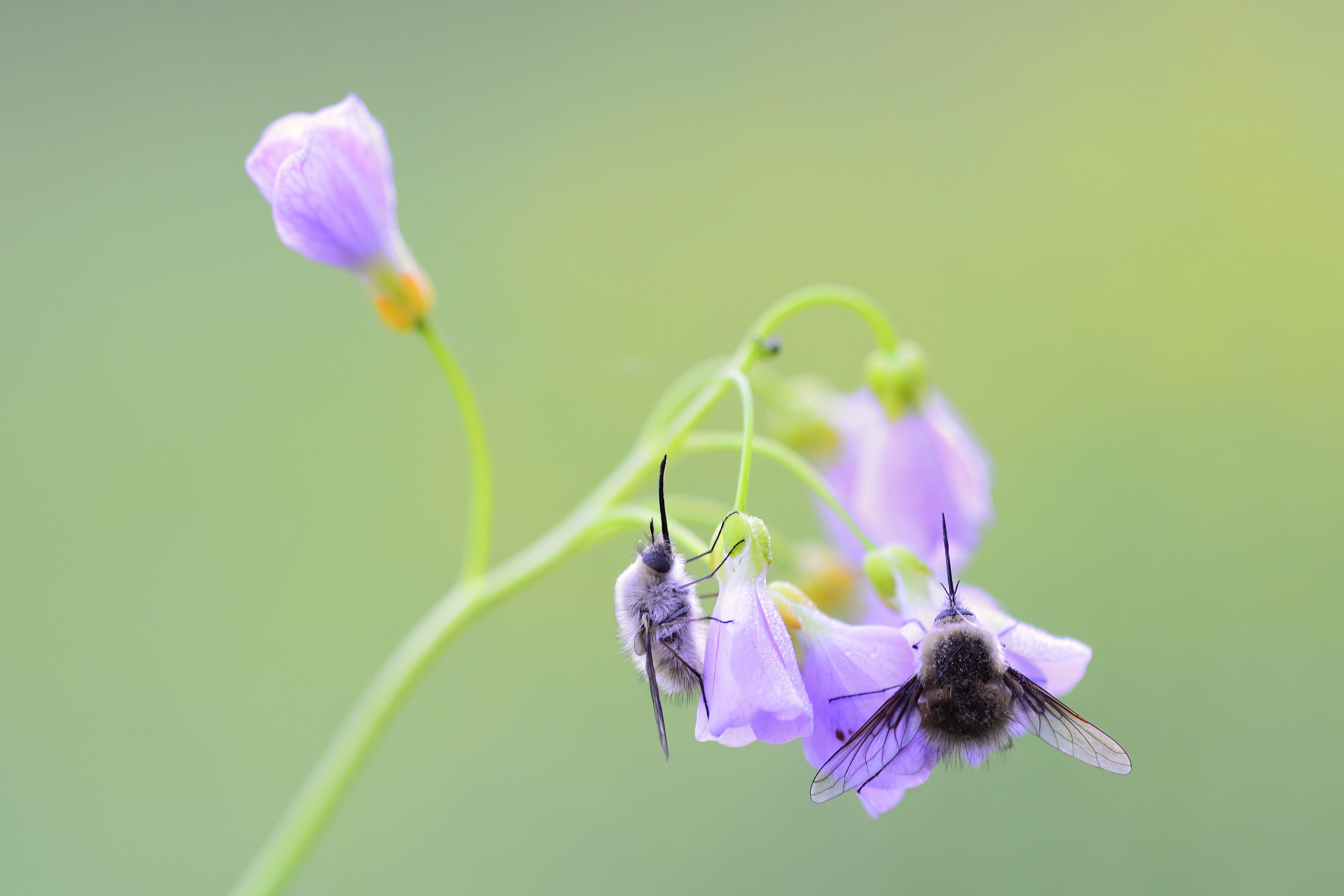 2 Große Wollschweber (Bombylius major); 6. Mai 2016