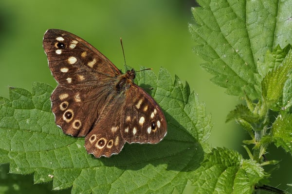 Waldbrettspiel, La Sauge, 26.8.2020