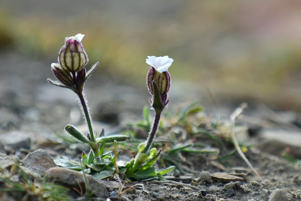Nördliche Alpennelke (Silene wahlbergella); Svalbart; 2. Juli 2015