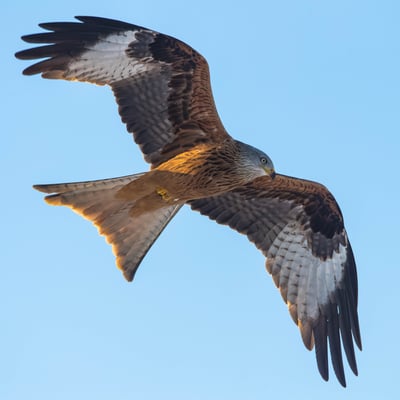 Rotmilan  (Milvus milvus), Littau; 29.1.2017