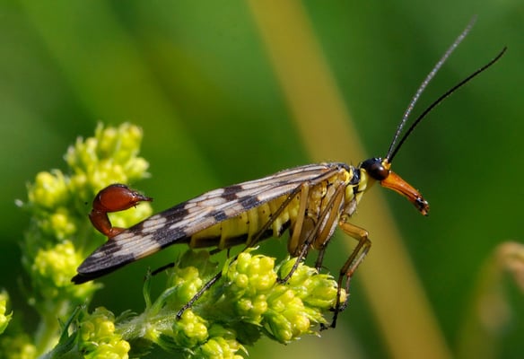 Skorpionsfliege (Panorpa communis) Männchen
