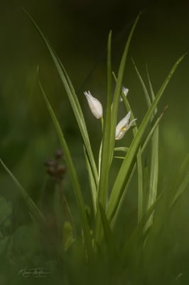 Schwertblättriges Waldvögelein; Hesseberg, 14. Mai 2021