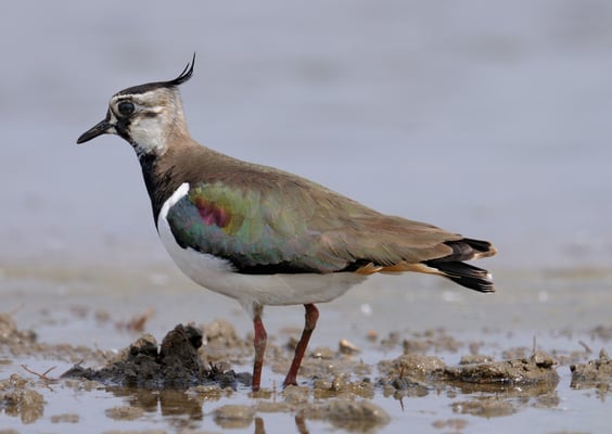 Kiebitz, Poebene (Geflutete Reisfelder)