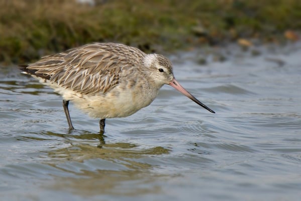 Pfuhlschnepfe (Limosa lapponica); Texel; 17.4.2014