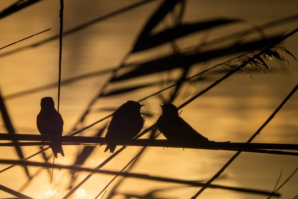 28 - Rauchschwalben in Abendstimmung