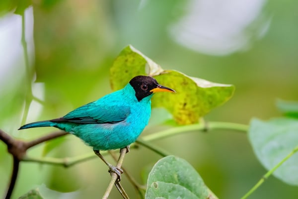 Kappennaschvogel (Chlorophanes spiza); 12.5.2018