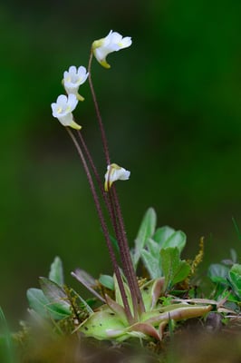 Alpen-Fettkraut (Pinguicula alpina); 30. Mai 2015; Rossweid