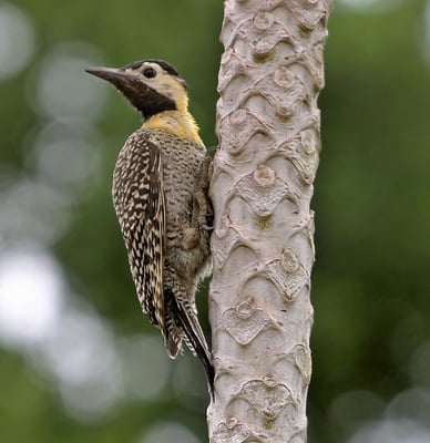 Feldspecht (Colaptes campestris); Pica-pao do campo (Brasil)
