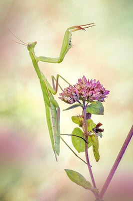 Mantis religiosa (Europäische Gottesanbeterin), Aargau, 6.8.2020