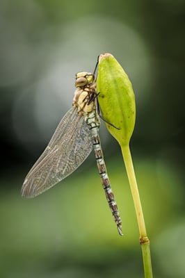 Libellenschlupf; Garten; 20. Juni 2020