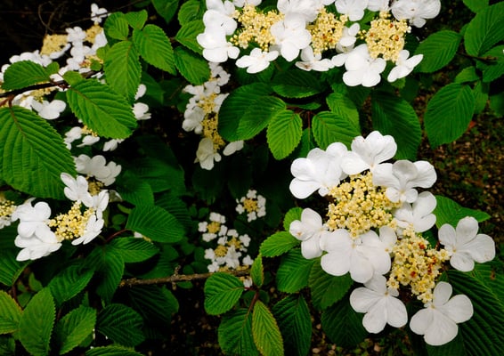 Garten der Cascina Bertolina, Gioia bei Castagnole Monferrato