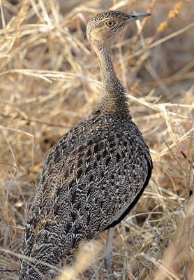 Hartlaubtrappe (Lissotis hartlaubii)