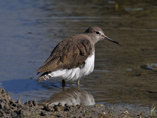 Waldwasserläufer (Tringa ochropus)