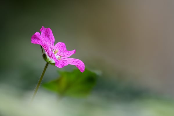 Reiherschnabel (erodium x variable 'Bishop'); 3. November 2018, Luzern